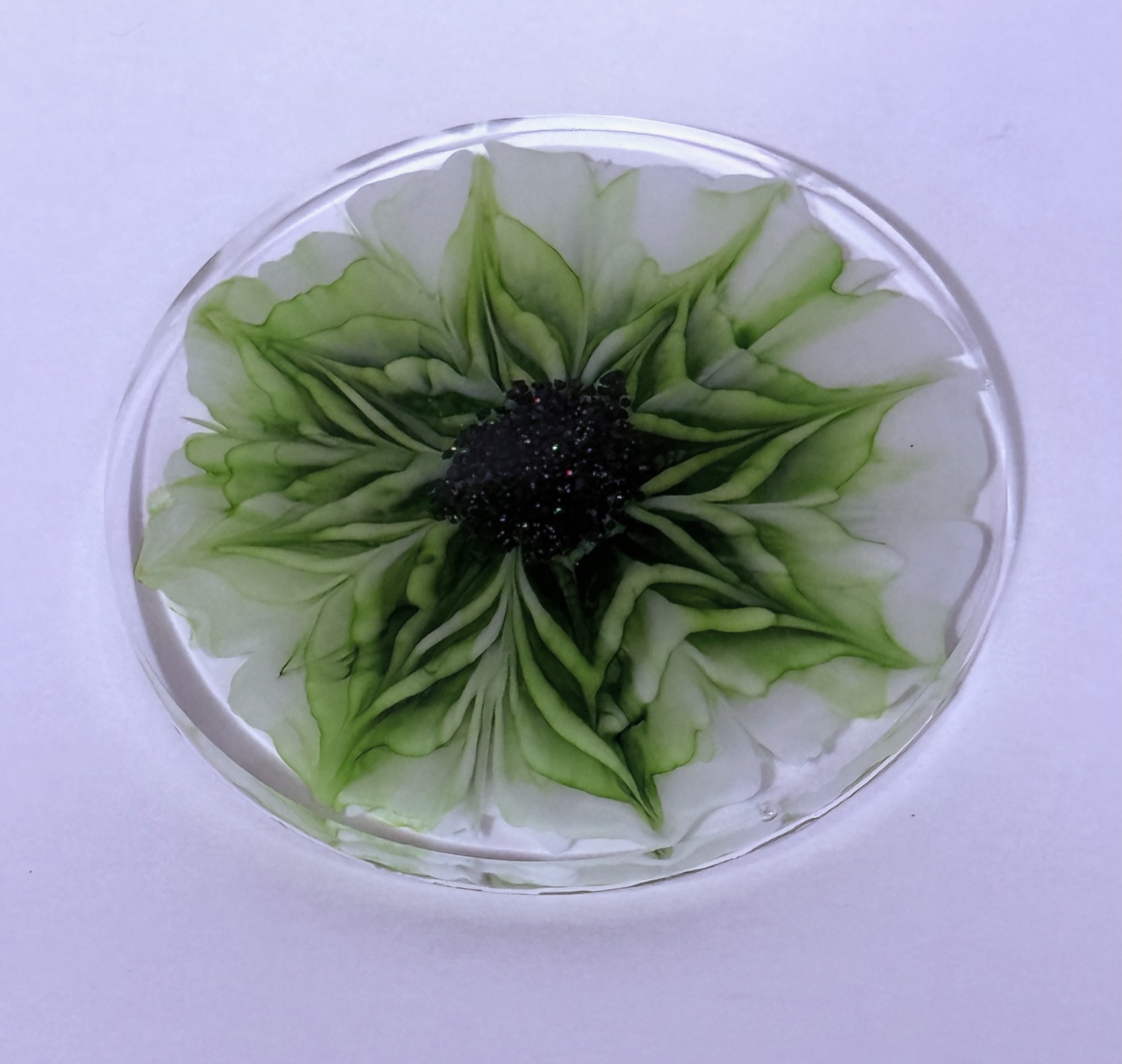 Green star flower coaster view 2