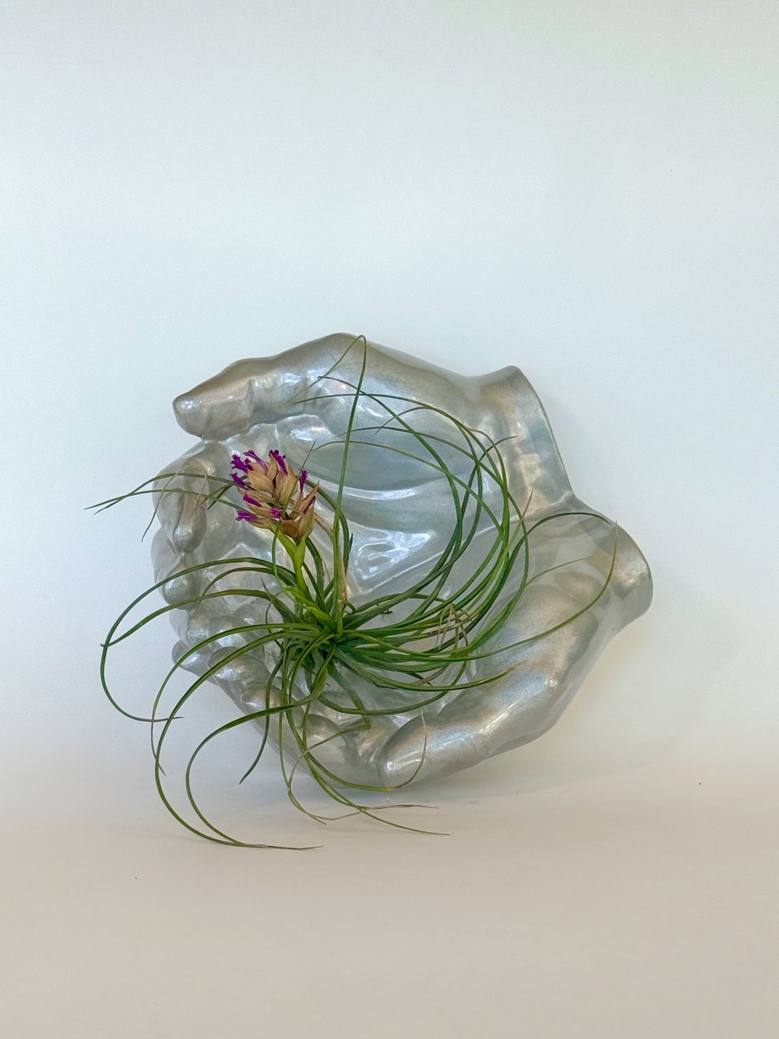 Air Plant Hands top view