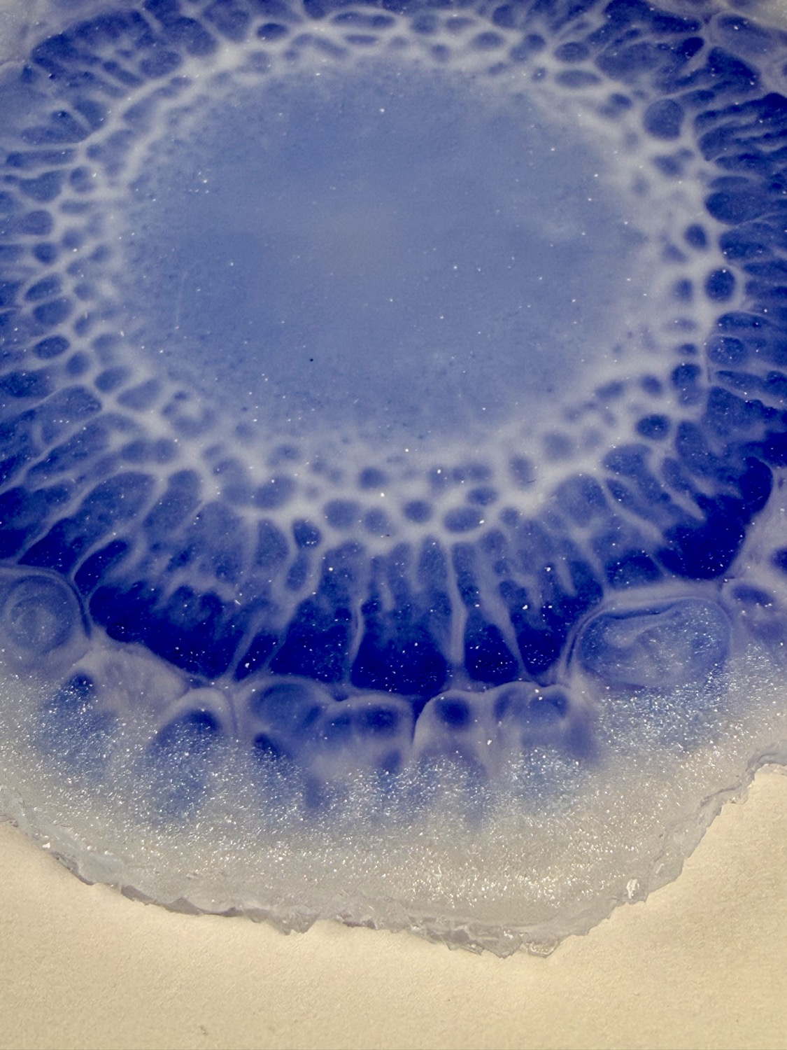 Periwinkle side close-up