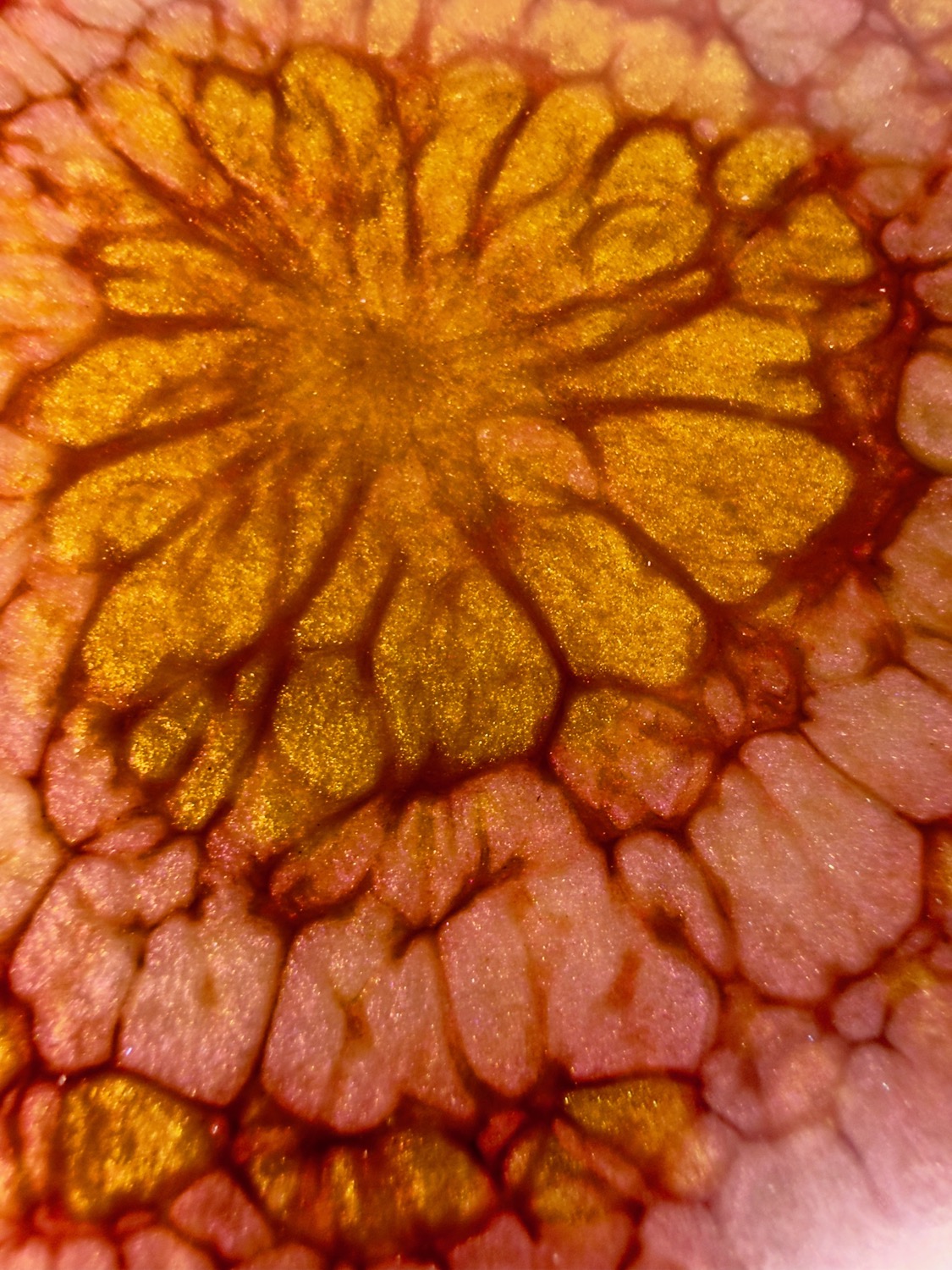 Marigold coaster gold centre close-up