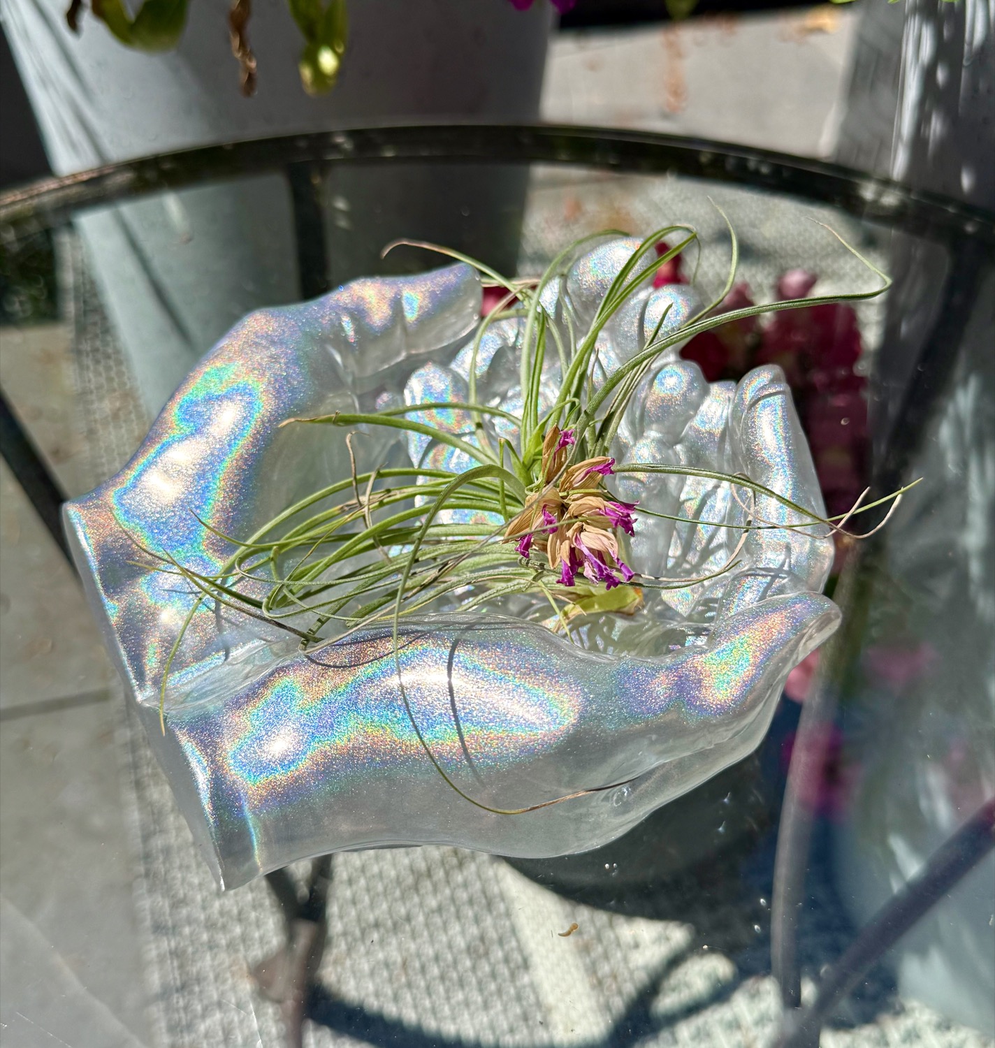 Air Plant Hands outdoor photo