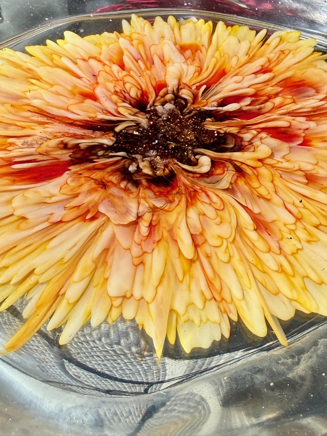 Chrysanthemum Plate outdoor photo