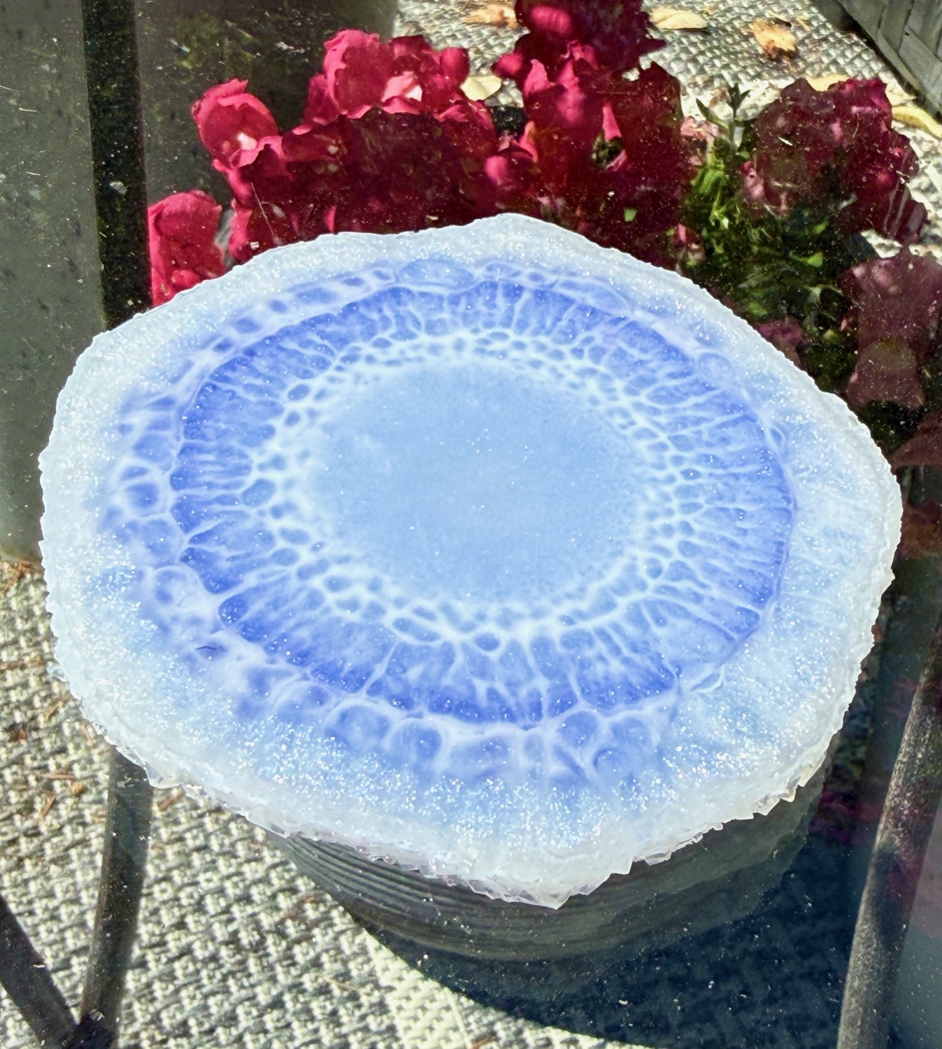 Periwinkle side outdoors on table