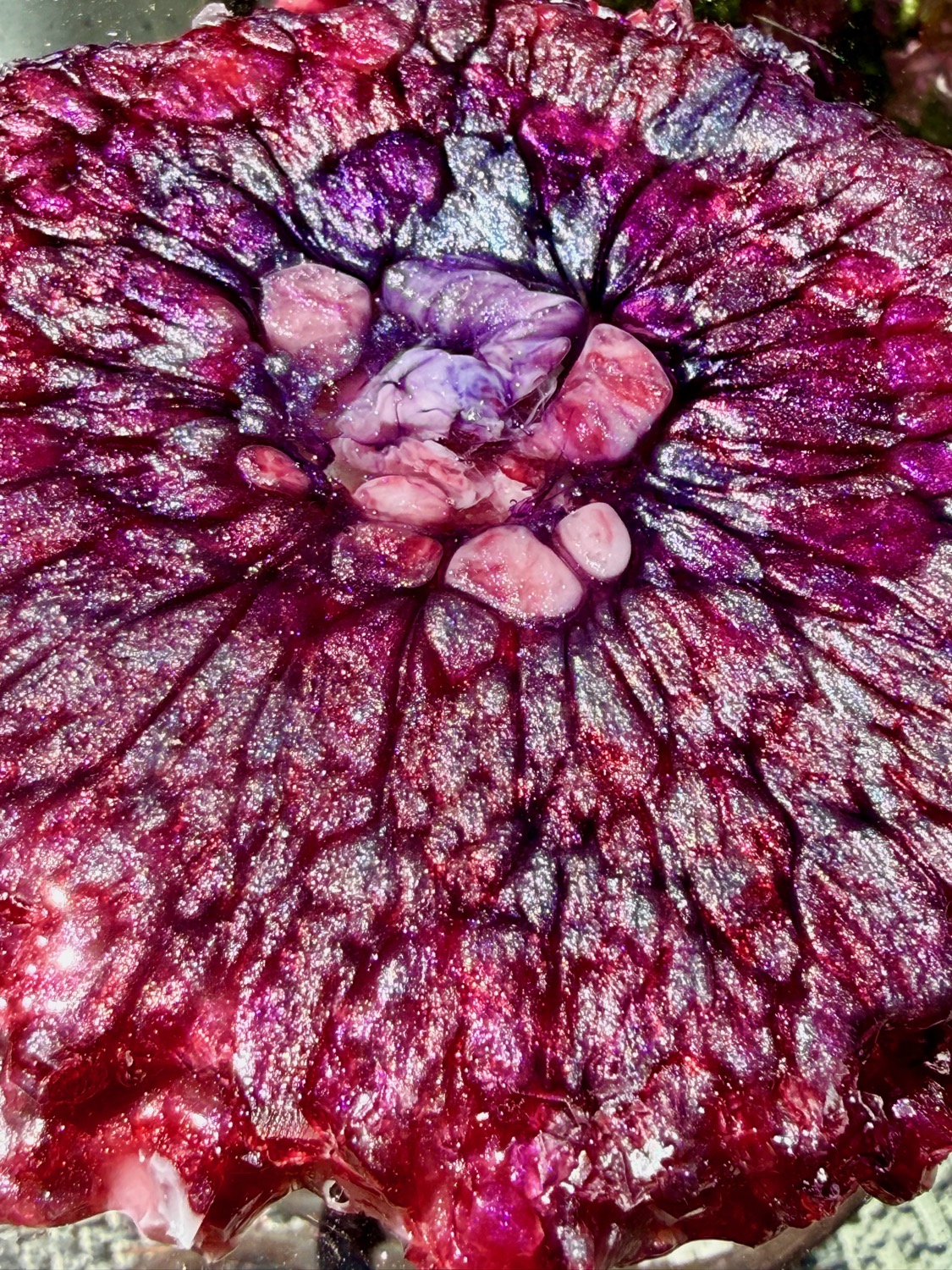 Crimson Geode coaster close-up outdoor