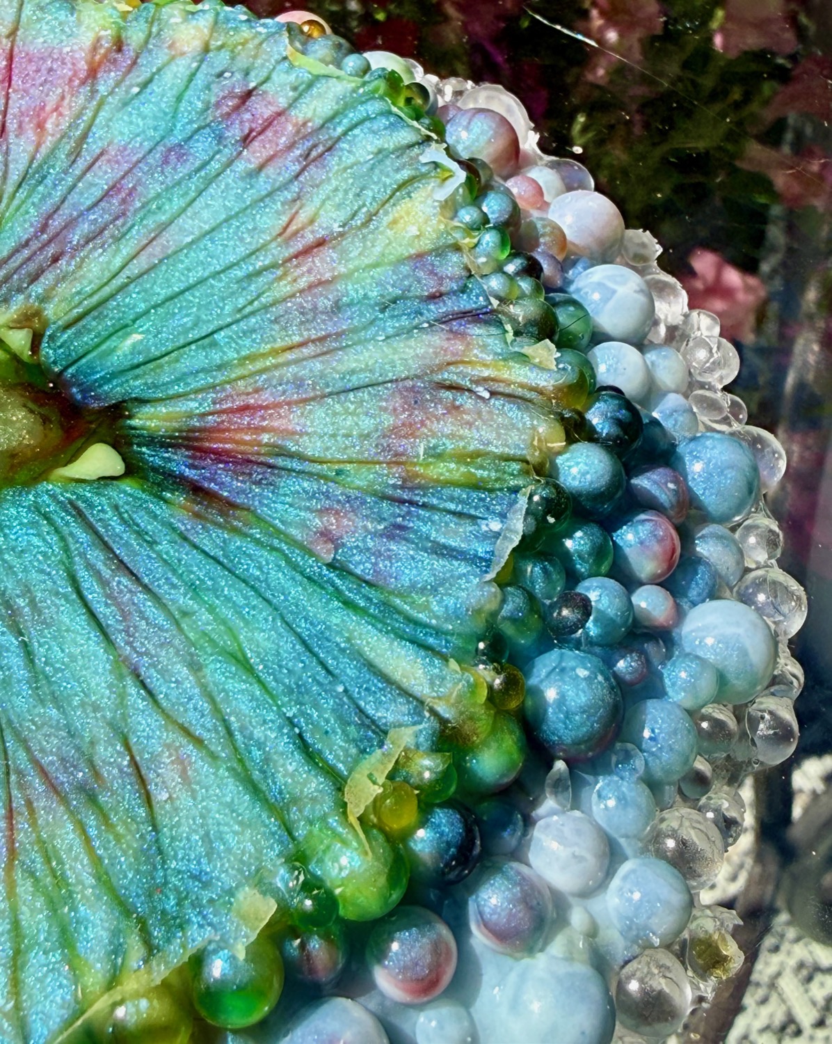 Ocean Daisy coaster outdoor view 2
